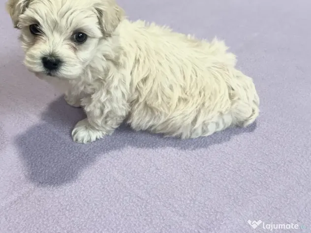 Bichon maltez toy