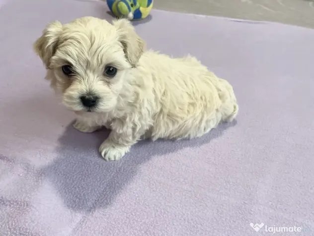 Bichon maltez toy