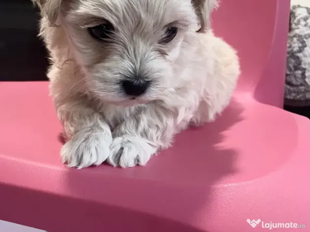 Bichon maltez toy