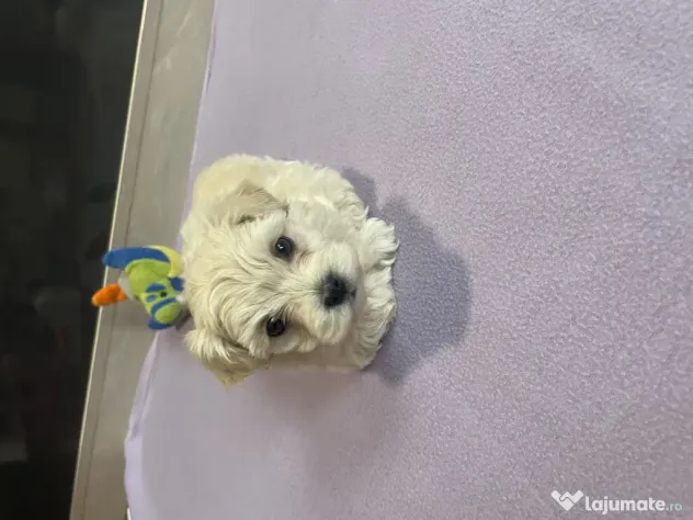 Bichon maltez toy