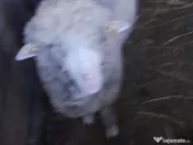 Vand berbecuti de toamna trecuta