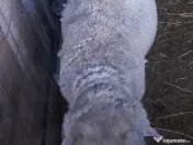 Vand berbecuti de toamna trecuta