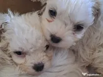 Bichon maltez mascul 2 luni