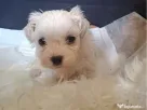 bichon maltez mascul 2 luni