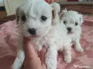bichon maltez mascul 2 luni