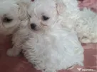 bichon maltez mascul 2 luni