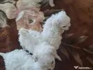 bichon maltez mascul 2 luni