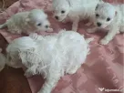 bichon maltez mascul 2 luni