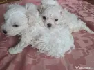 bichon maltez mascul 2 luni