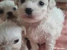 bichon maltez mascul 2 luni