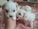 bichon maltez mascul 2 luni