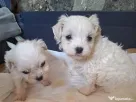 bichon maltez mascul 2 luni