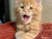 Maine coon pisoiași 