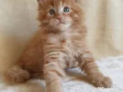 Maine coon pisoiași 