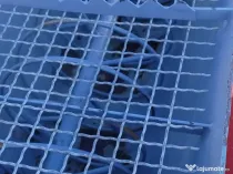 Mașină de tencuit profesională Putzknecht S48 – Stare excelentă