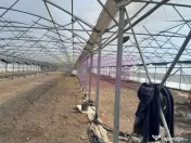 VANZARE TEREN 3100 MP - SAT ROSIORI (IL) 