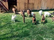 Capre la prima și a doua fătare.