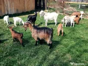 Capre la prima și a doua fătare. 