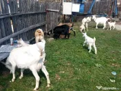 Capre la prima și a doua fătare. 