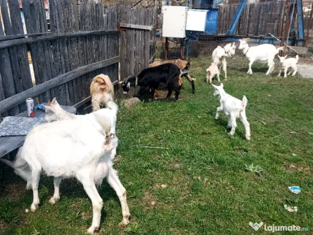 Capre la prima și a doua fătare.