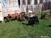 Capre la prima și a doua fătare. 