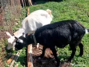 Capre la prima și a doua fătare. 