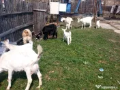 Capre la prima și a doua fătare. 