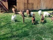 Capre la prima și a doua fătare. 