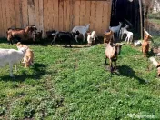 Capre la prima și a doua fătare. 