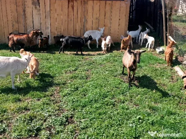 Capre la prima și a doua fătare.