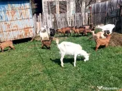 Capre la prima și a doua fătare. 