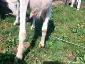 Capre la prima și a doua fătare. 