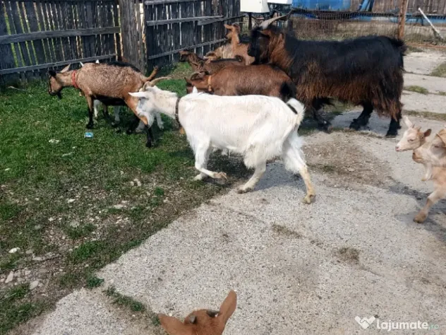 Capre la prima și a doua fătare.