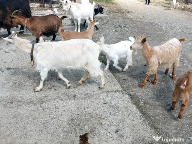 Capre la prima și a doua fătare.