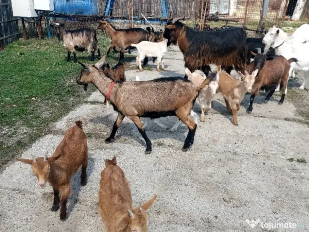 Capre la prima și a doua fătare.