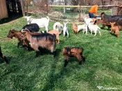 Capre la prima și a doua fătare. 