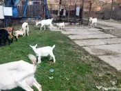 Capre la prima și a doua fătare. 