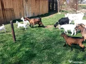 Capre la prima și a doua fătare. 