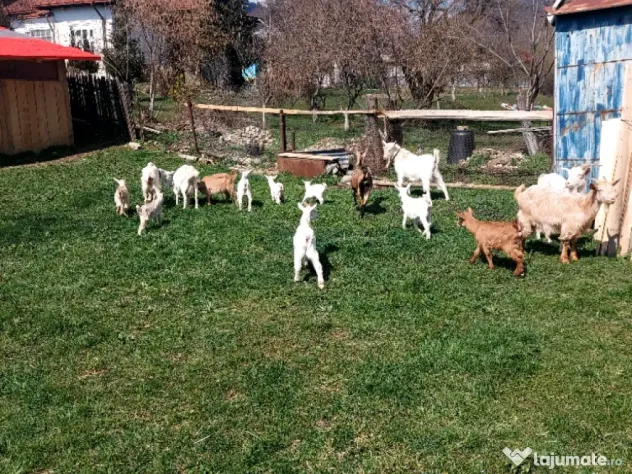 Capre la prima și a doua fătare.