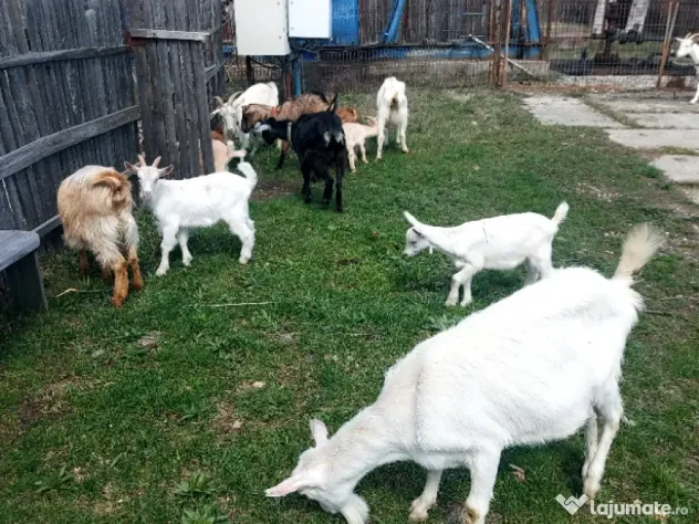 Capre la prima și a doua fătare.