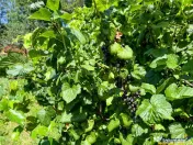 Casa primiroate in decor valoros, rodnic teren de 850mp, Ili 