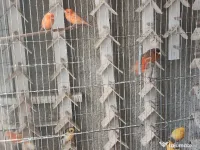 Canari culoare și postura Isabel opal gloster norwich