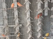 Canari culoare și postura Isabel opal gloster norwich