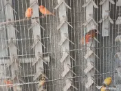 Canari culoare și postura Isabel opal gloster norwich 