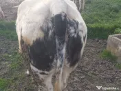 Vacă gestantă lună a 8 a 