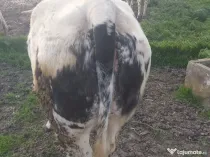 Vacă gestantă lună a 8 a