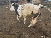 Vacă gestantă lună a 8 a 