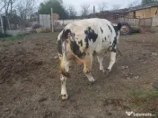 Vacă gestantă lună a 8 a 