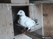 Navigatie auto renault