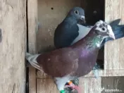 Navigatie auto renault